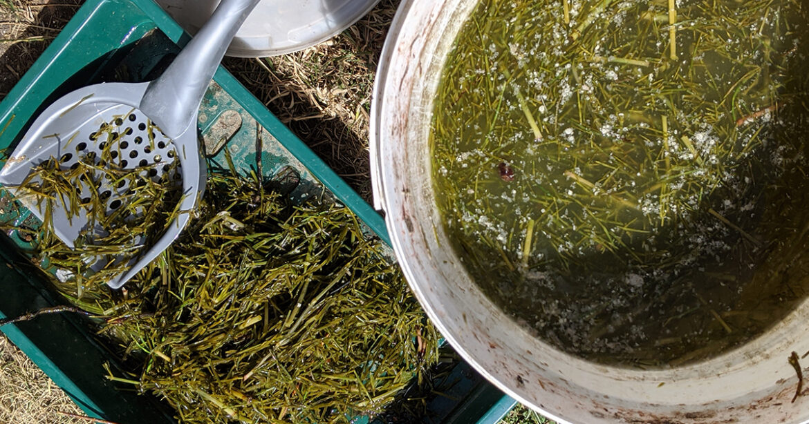 Pourquoi mettre de l'ortie au pied des tomates ?