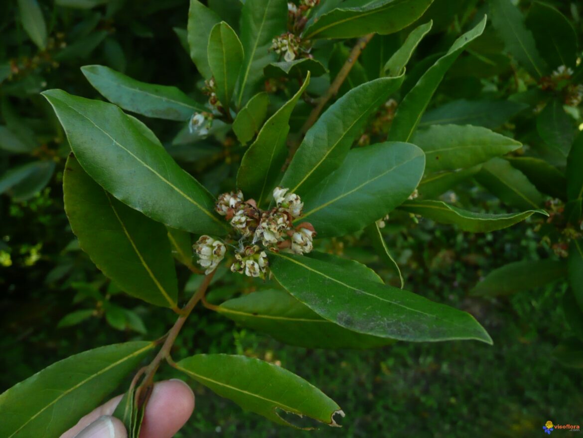 Pourquoi mettre du laurier dans la maison ?