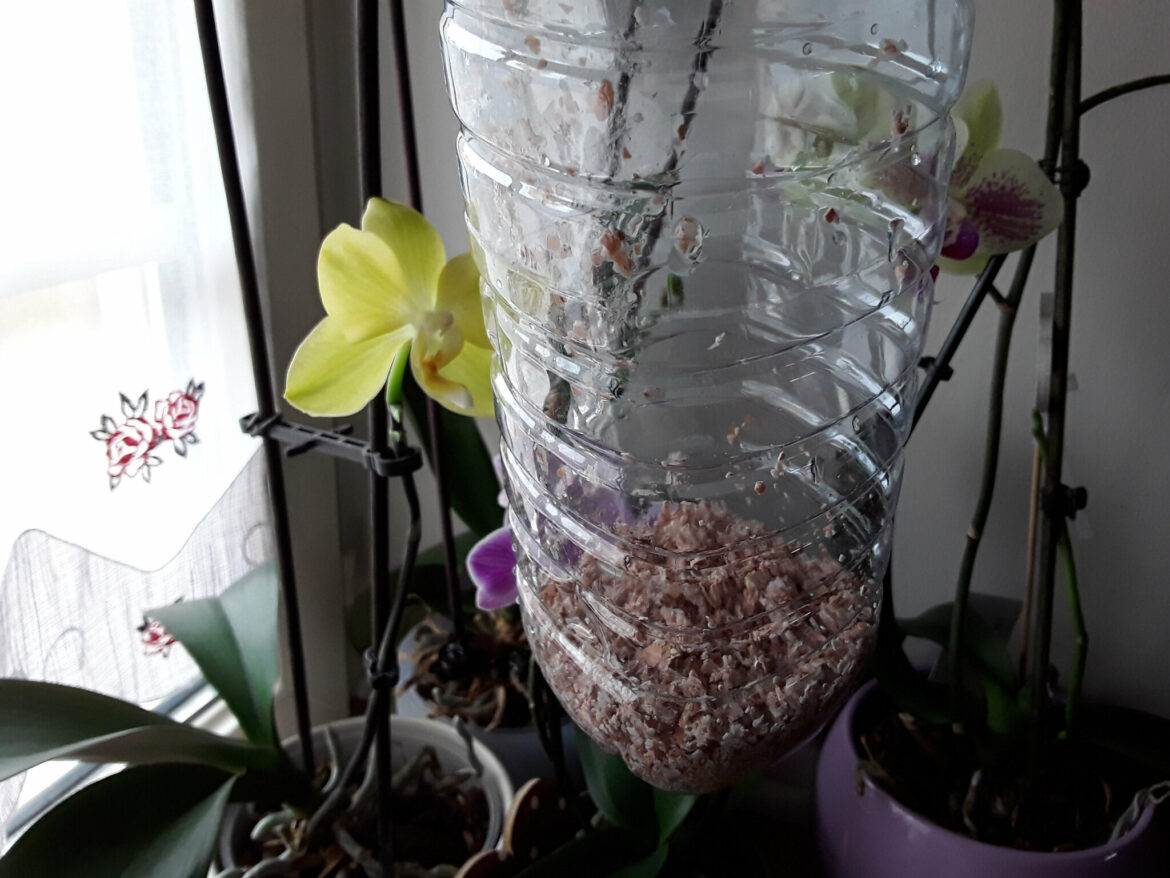 Pourquoi mettre les orchidées dans le noir ?