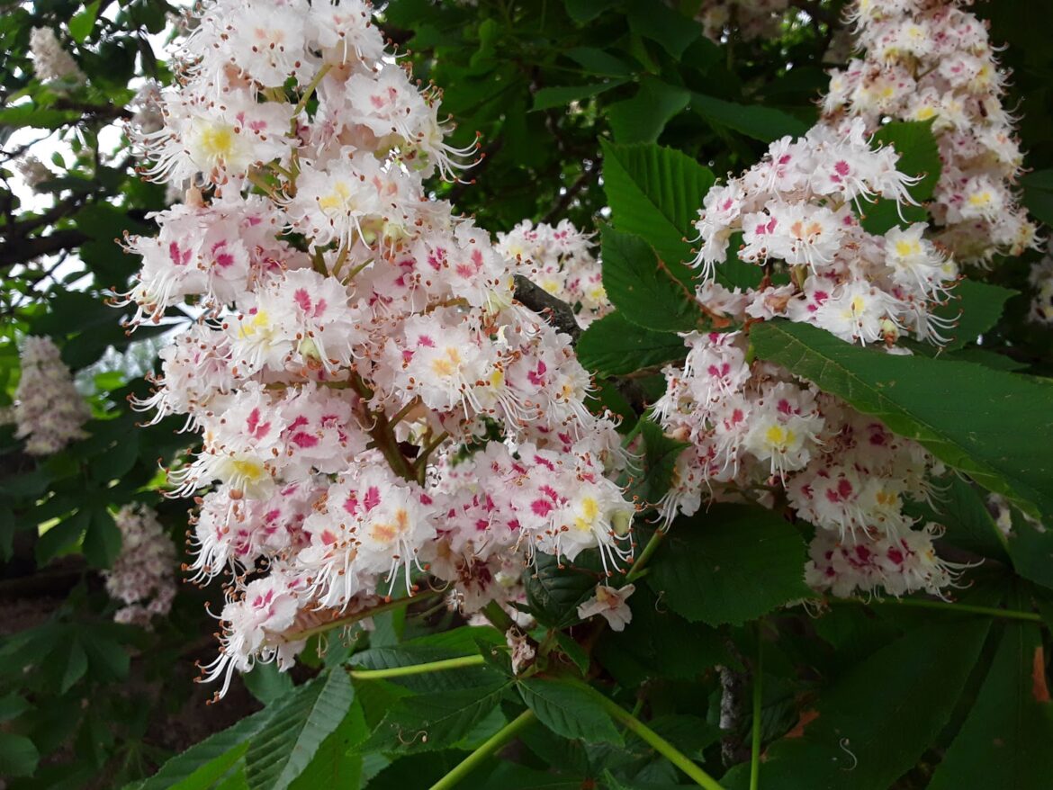 Pourquoi mettre un marron d'Inde dans sa poche ?