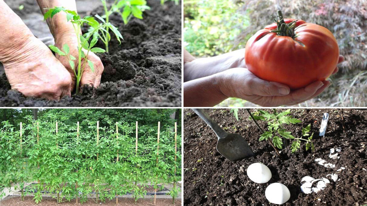 Pourquoi mettre une tuile au pied des tomates ?