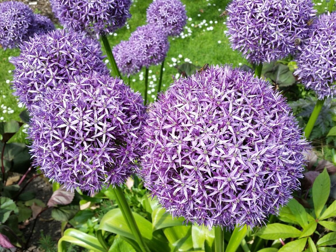Pourquoi mon Allium ne fleurit pas ?