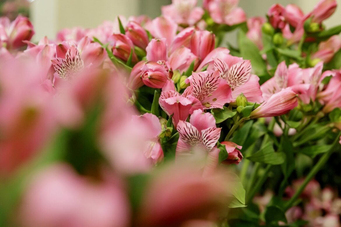 Pourquoi mon Alstroemeria ne pousse pas ?