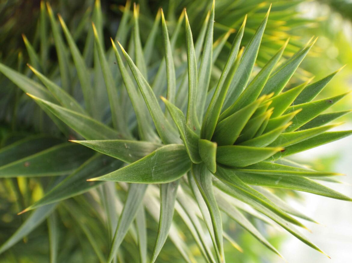 Pourquoi mon Araucaria jauni ?