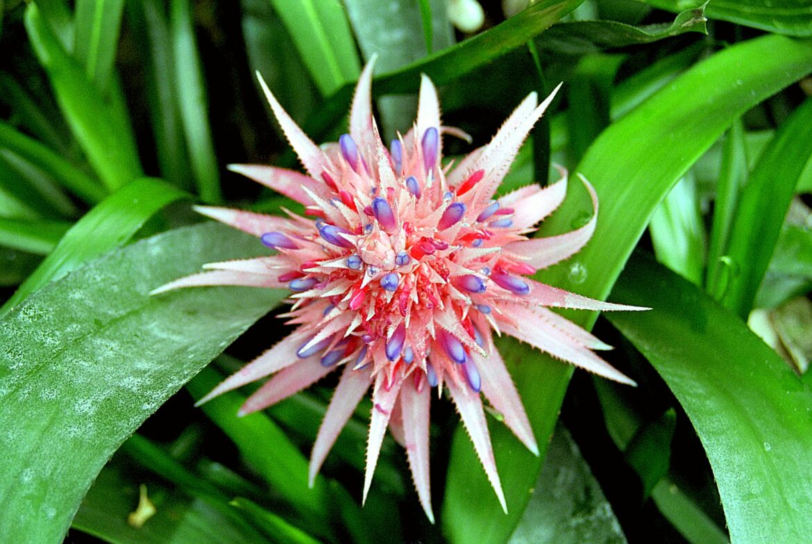 Pourquoi mon Bromelia devient marron ?