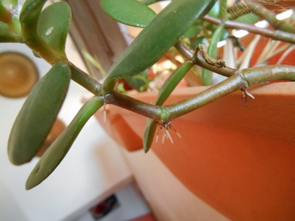 Pourquoi mon Crassula ne pousse pas ?