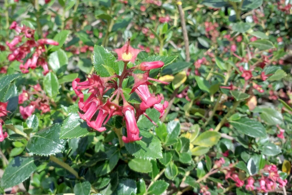 Pourquoi mon Escallonia ne fleurit pas ?