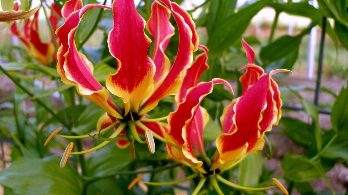 Pourquoi mon Gloriosa jaunit ?