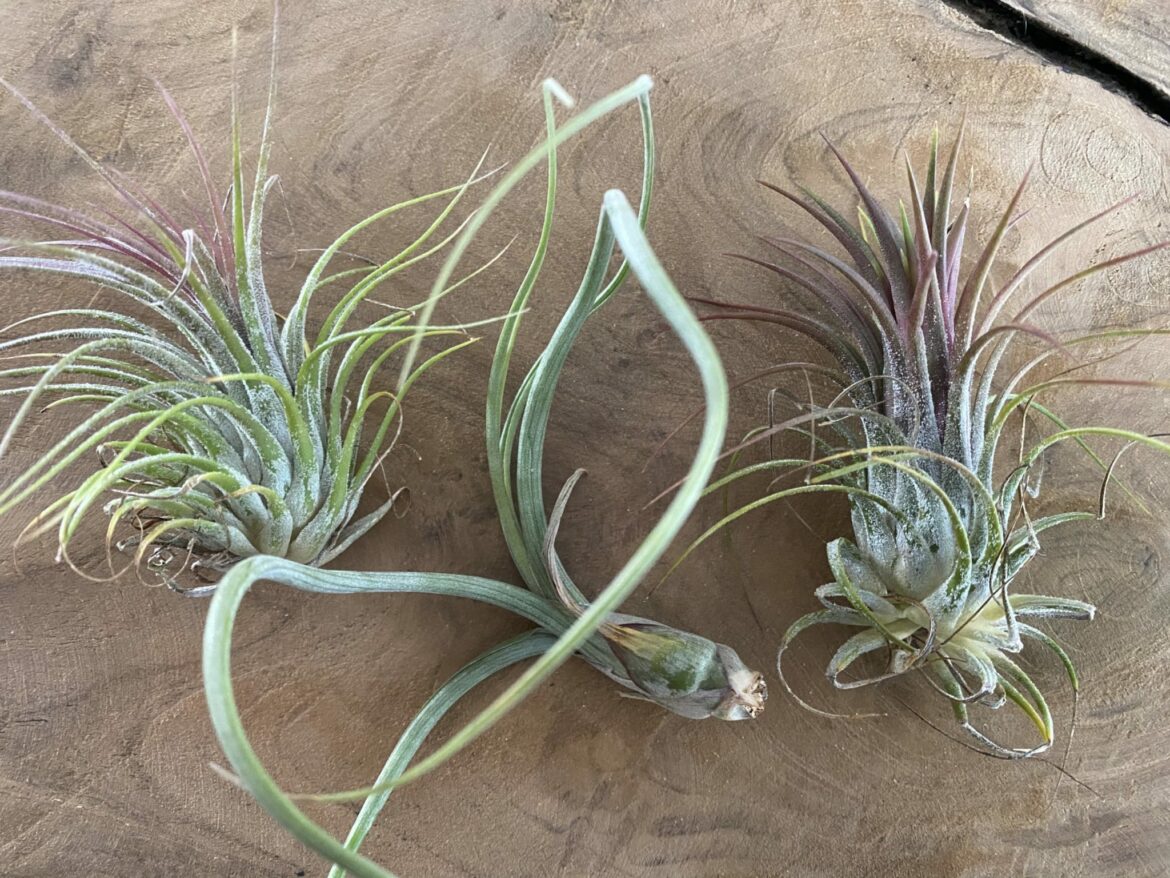 Pourquoi mon Tillandsia sèche ?