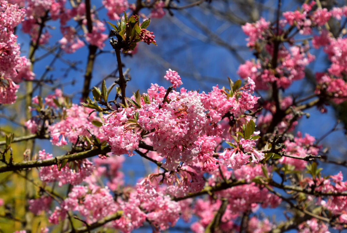 Pourquoi mon Viburnum ne fleurit pas ?