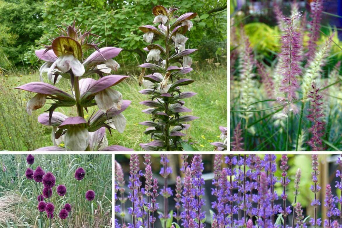 Pourquoi mon acanthe ne pousse pas ?