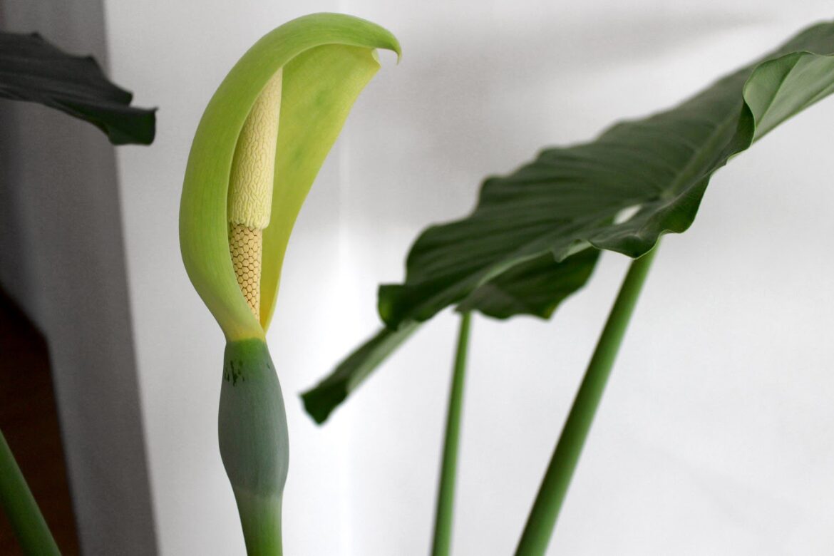 Pourquoi mon alocasia fait des fleurs ?