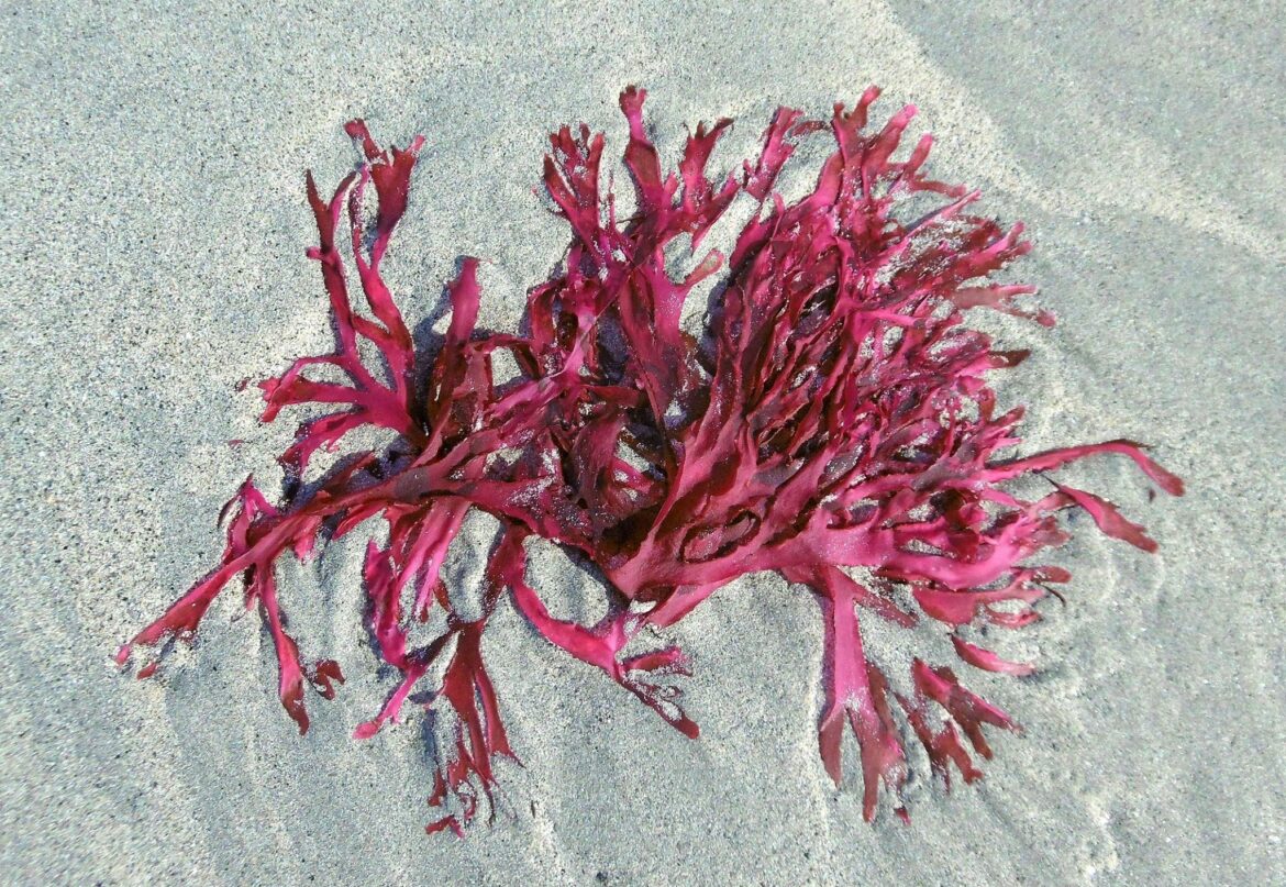 Pourquoi mon bassin est plein d'algues ?