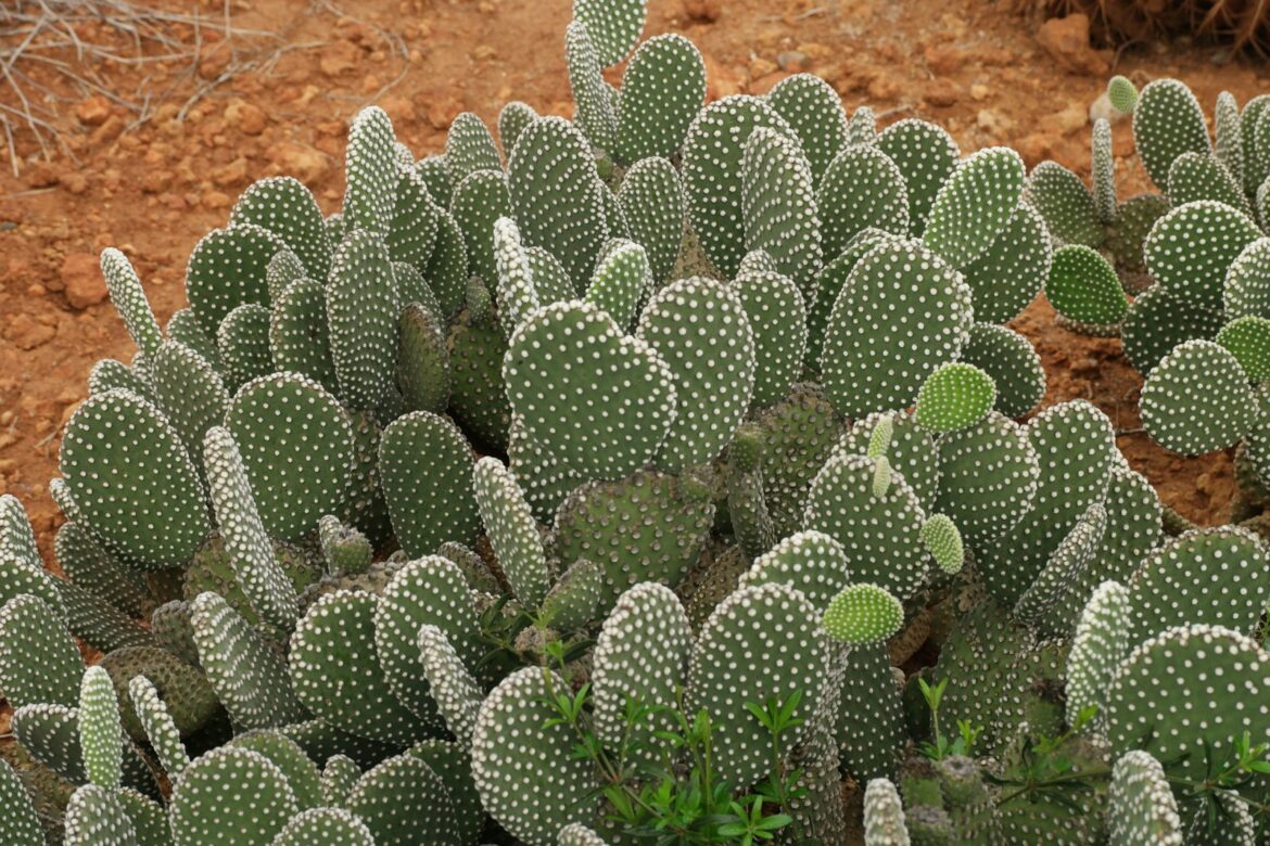 Pourquoi mon cactus raquette tombe ?