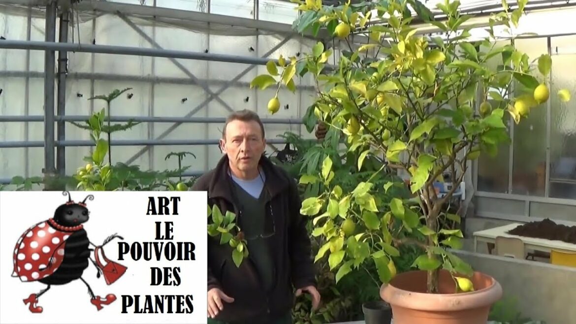 Pourquoi mon citronnier à les feuilles qui jaunissent ?