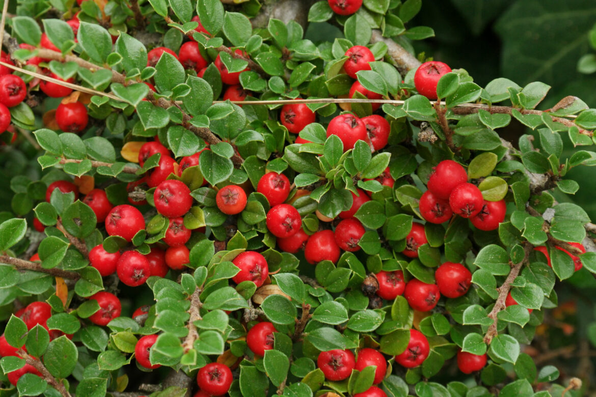 Pourquoi mon cotoneaster ne fleurit pas ?