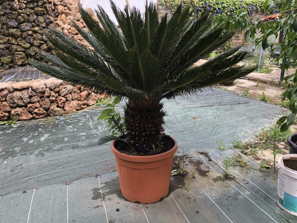 Pourquoi mon cycas ne fait pas de nouvelles feuilles ?