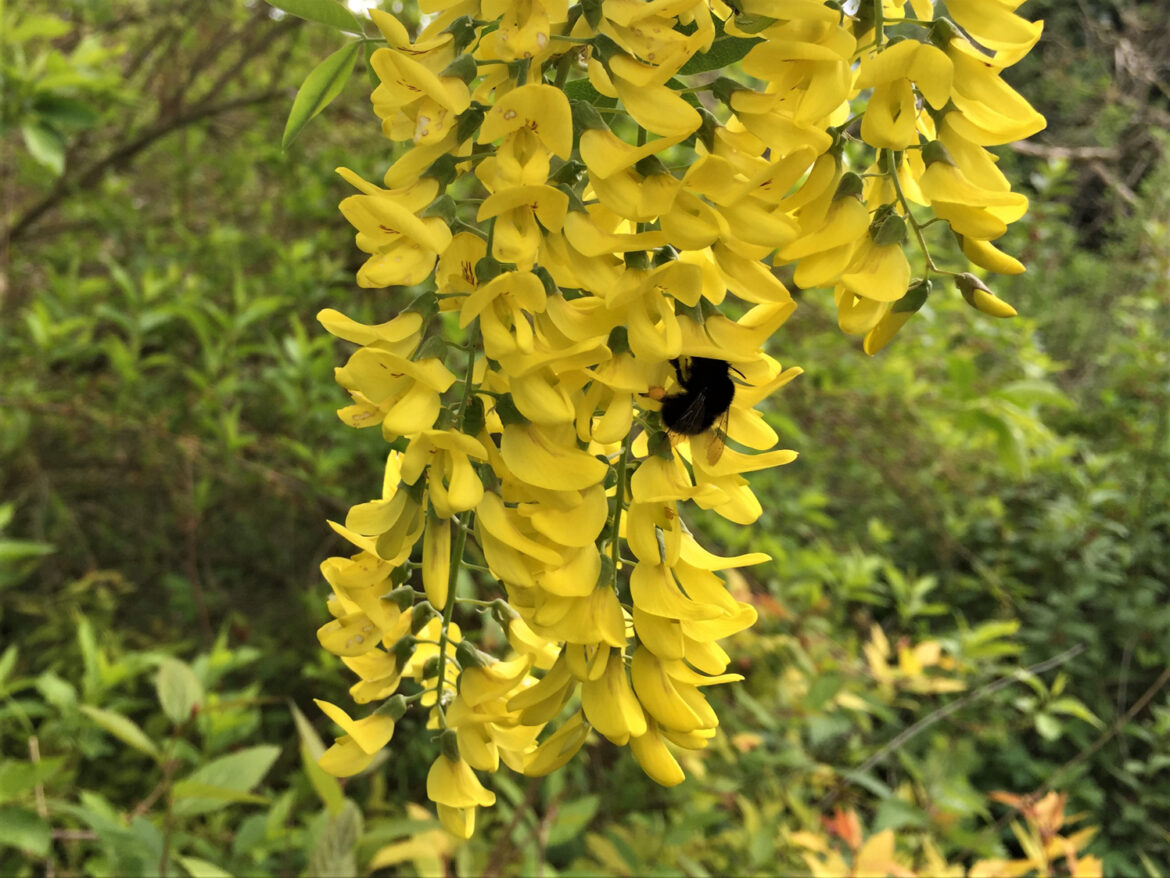 Pourquoi mon cytise ne fleurit pas ?