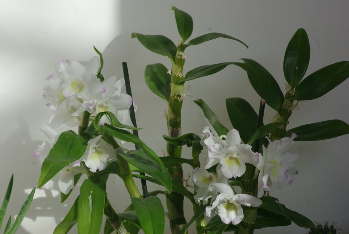Pourquoi mon dendrobium ne fleurit pas ?