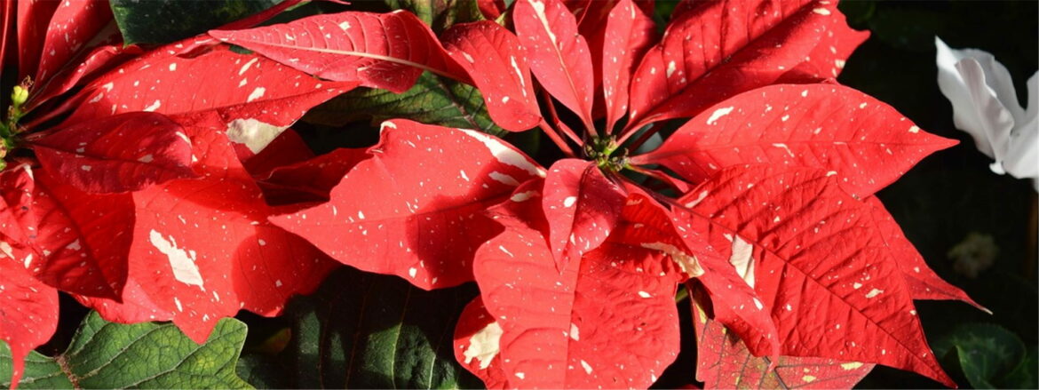 Pourquoi mon étoile de Noël perd ses feuilles ?