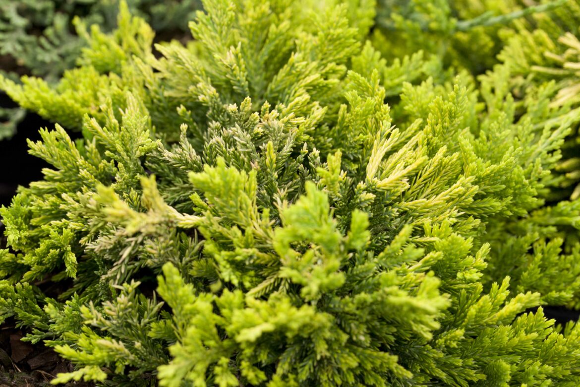 Pourquoi mon juniperus jauni ?