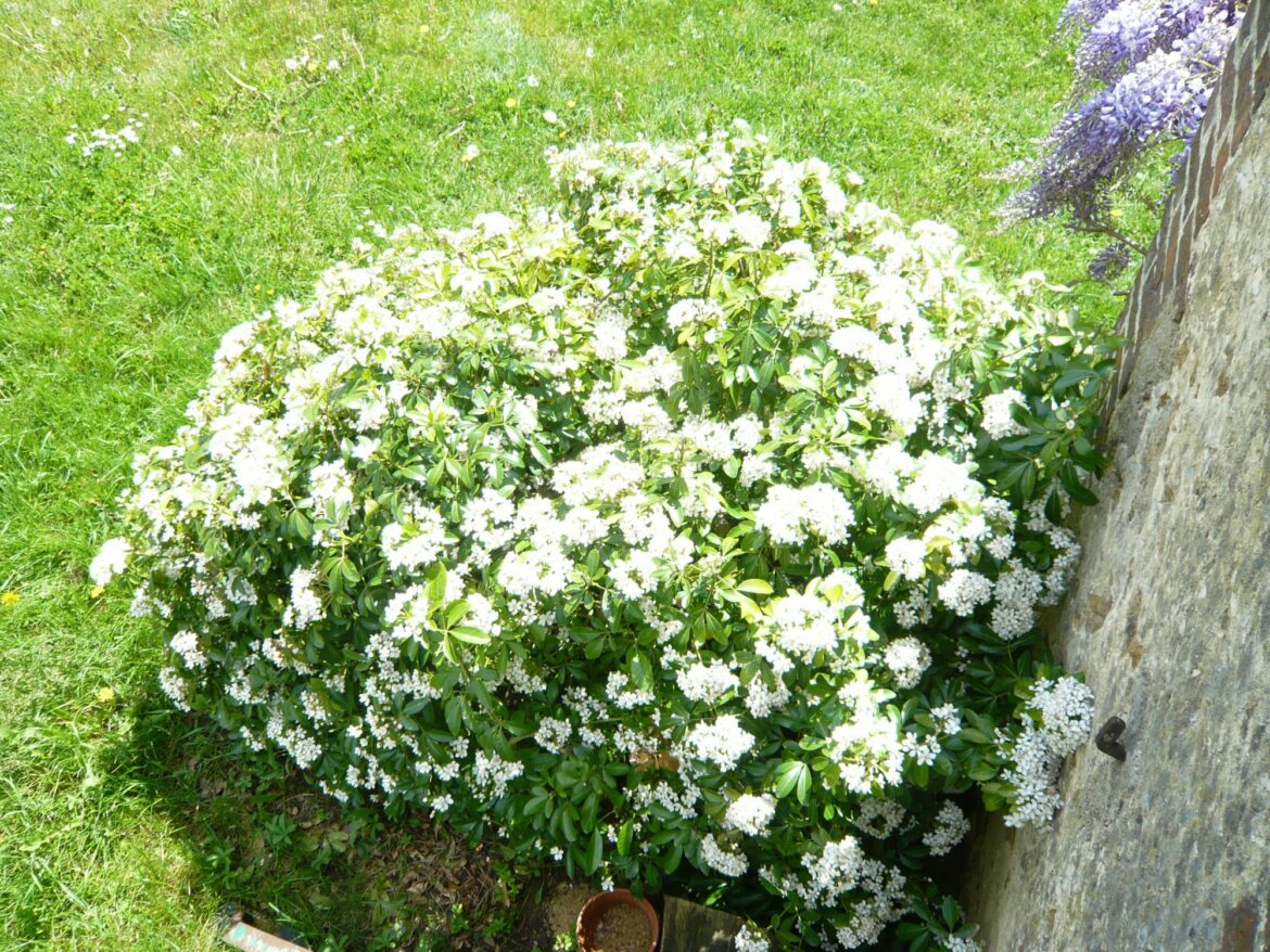 Pourquoi mon oranger du Mexique ne fleuri pas ?