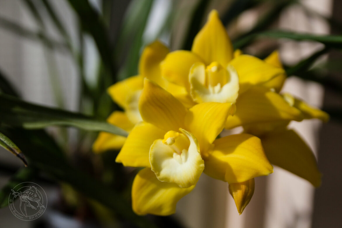 Pourquoi mon orchidée cymbidium ne fleurit pas ?