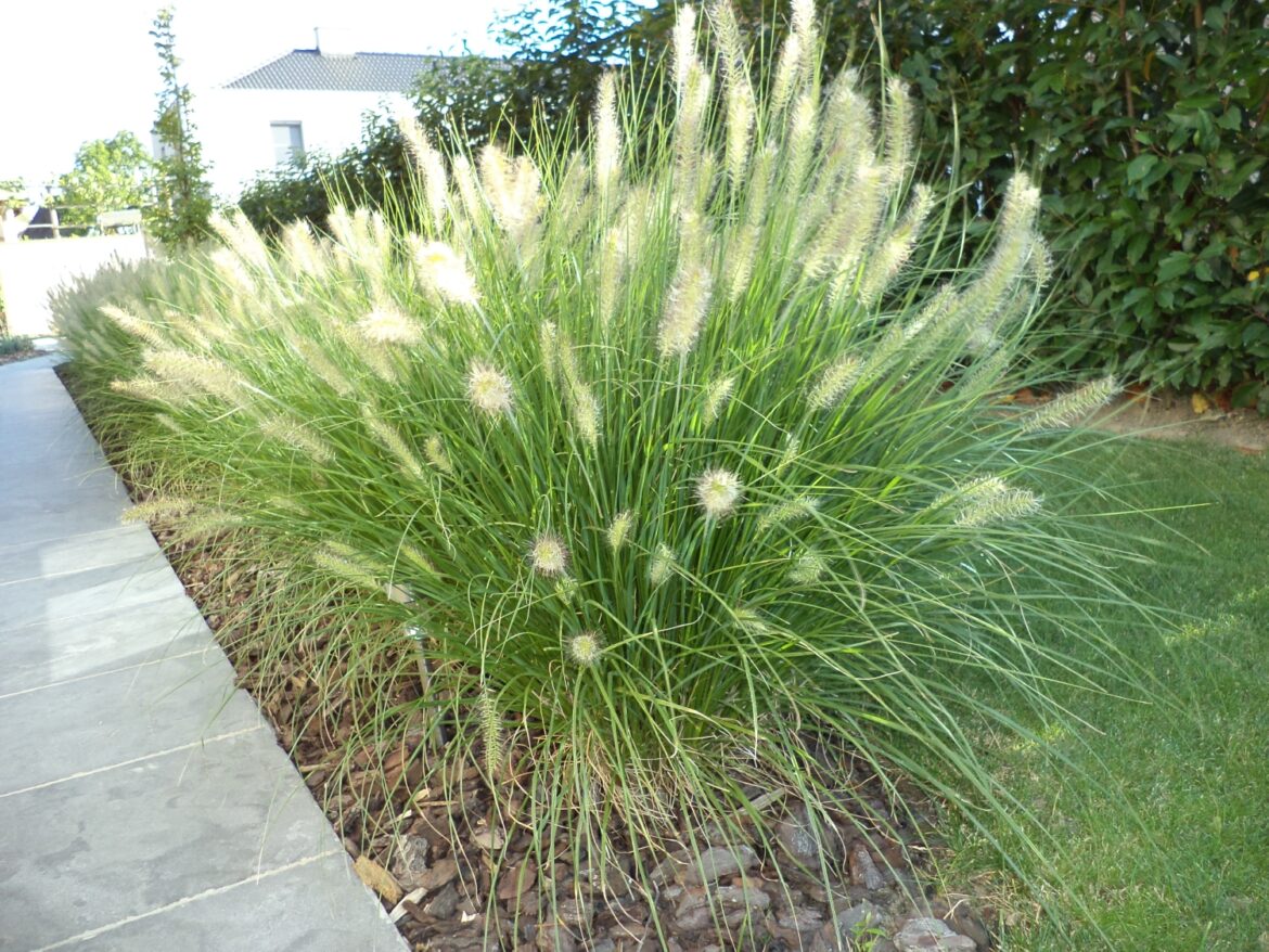 Pourquoi mon pennisetum ne repousse pas ?