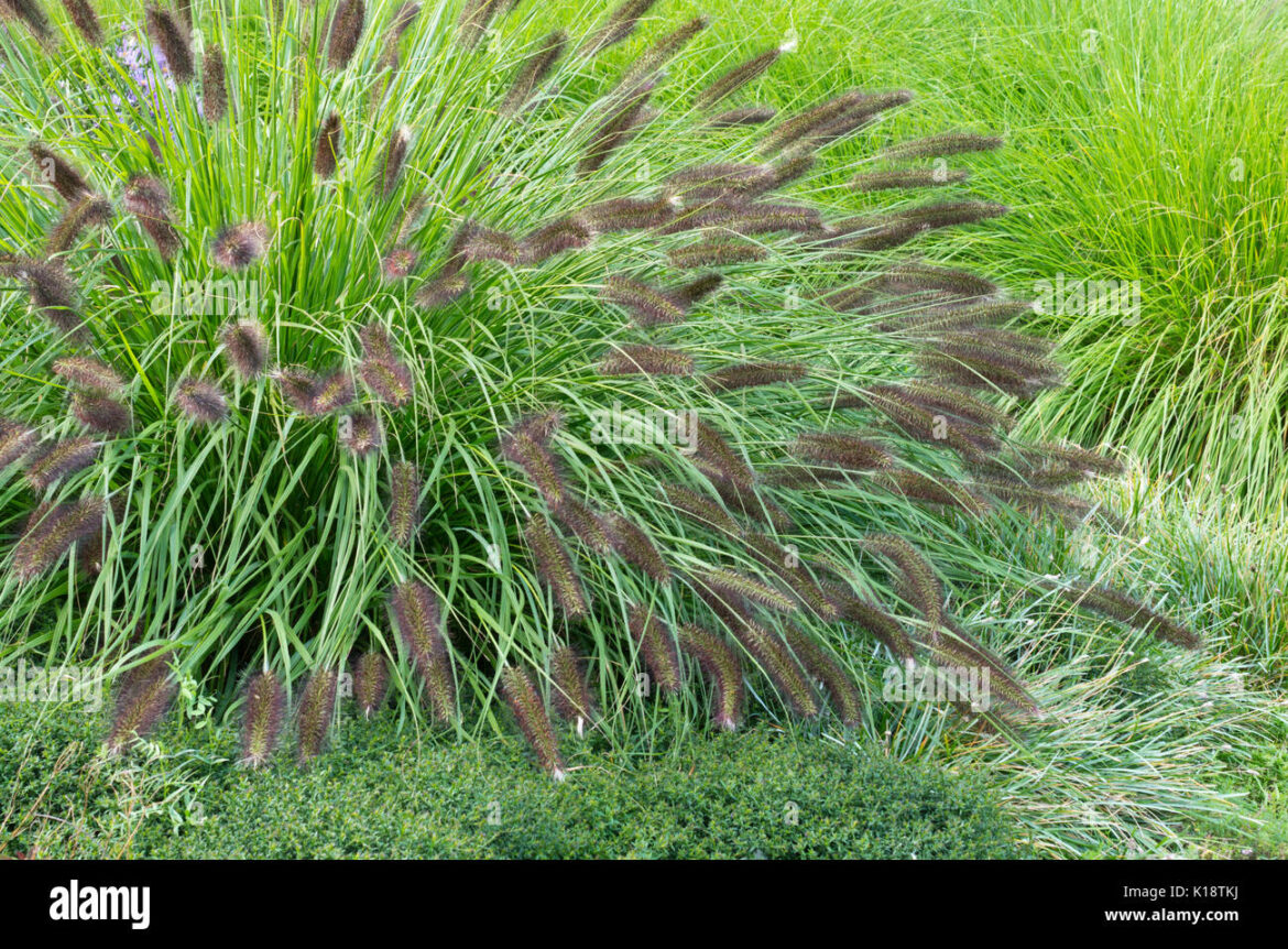 Pourquoi mon pennisetum ne repousse pas ?