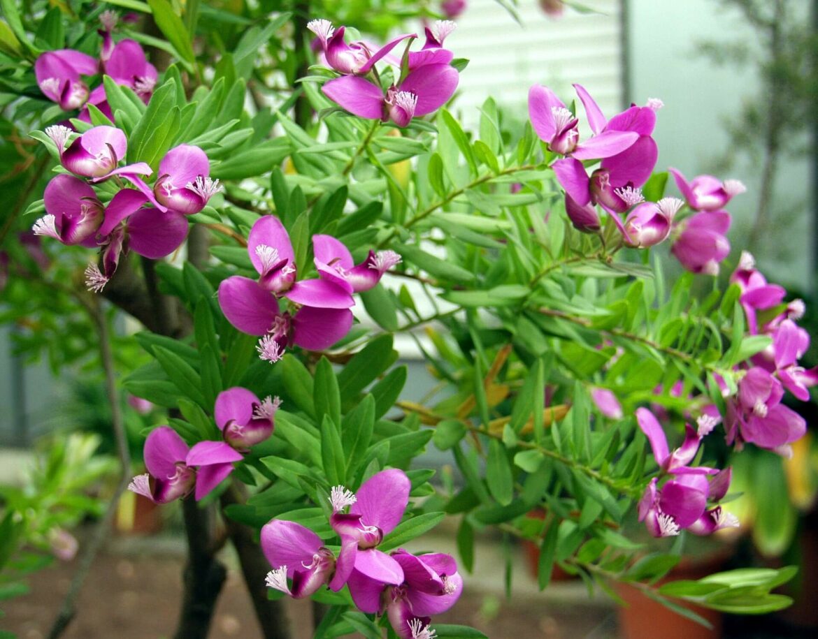 Pourquoi mon polygala à des feuilles qui jaunissent ?