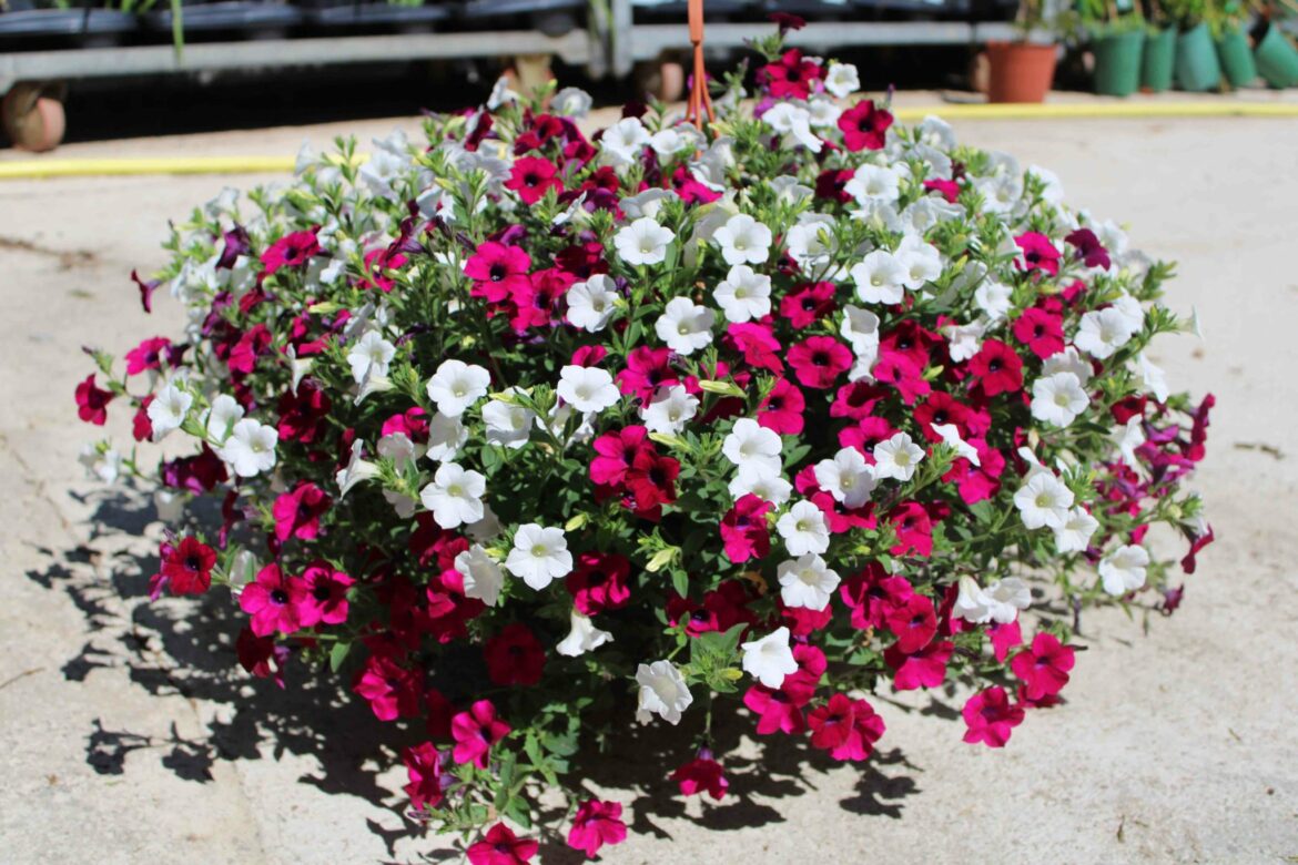 Pourquoi mon surfinia sèche ?