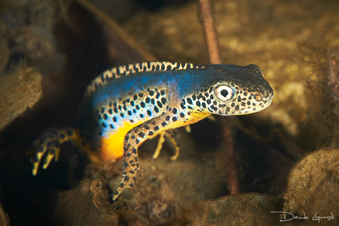 Pourquoi mon tritoma ne fleurit pas ?