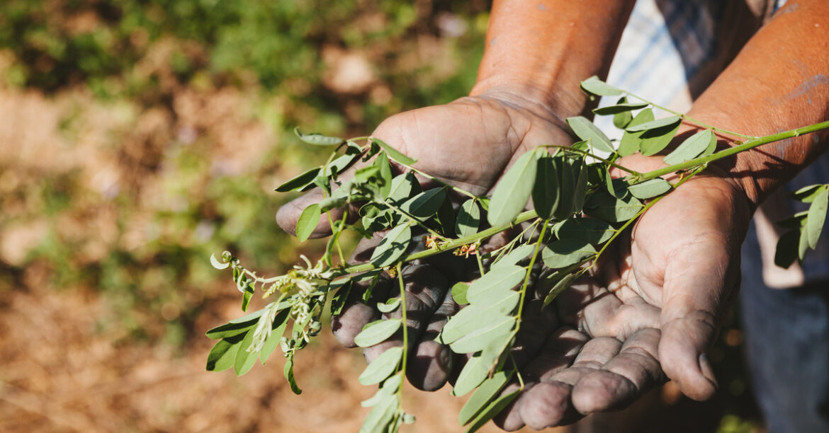 Pourquoi ne Faut-il pas offrir de cactus ?