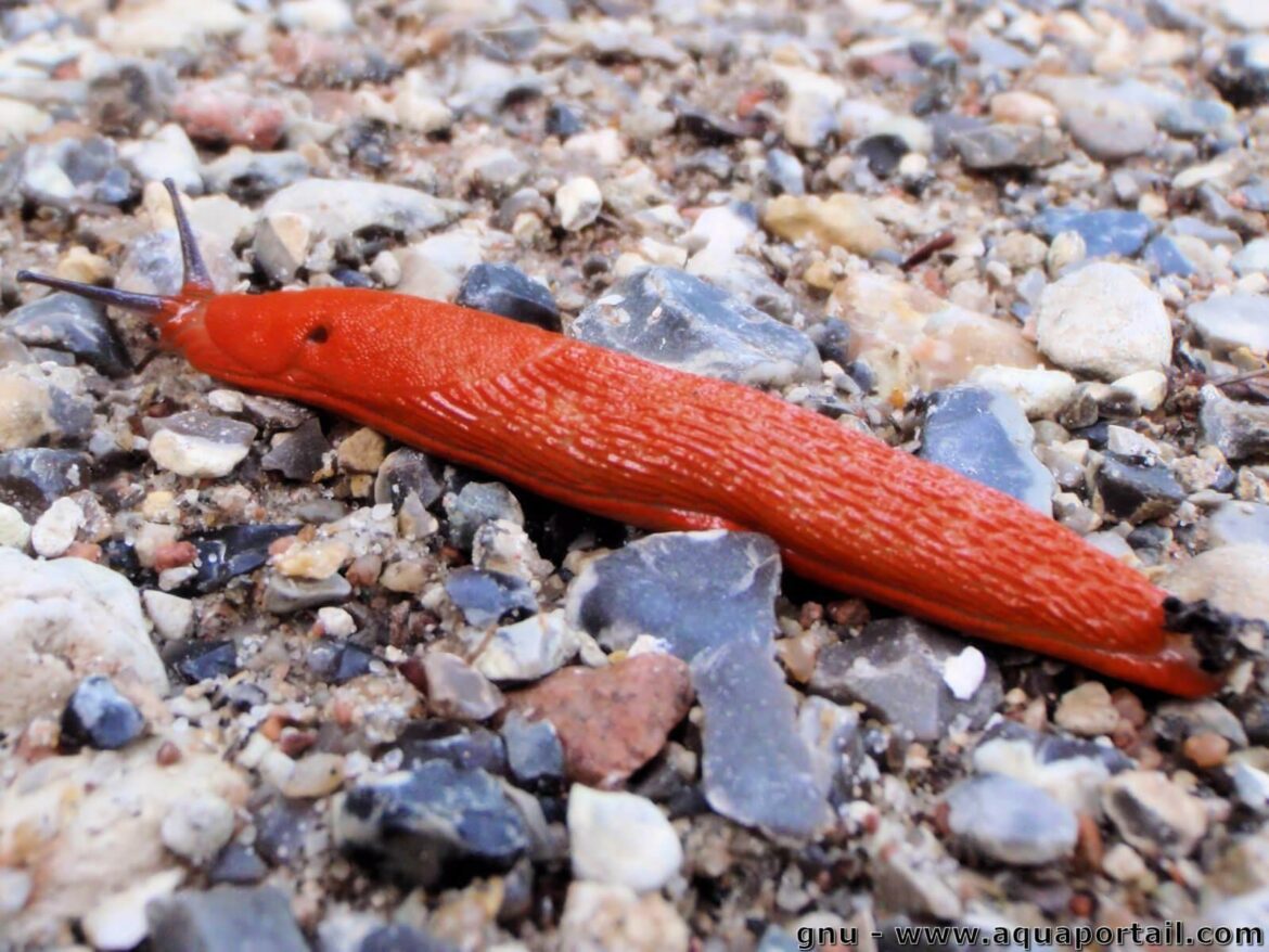 Pourquoi ne Faut-il pas toucher les limaces ?