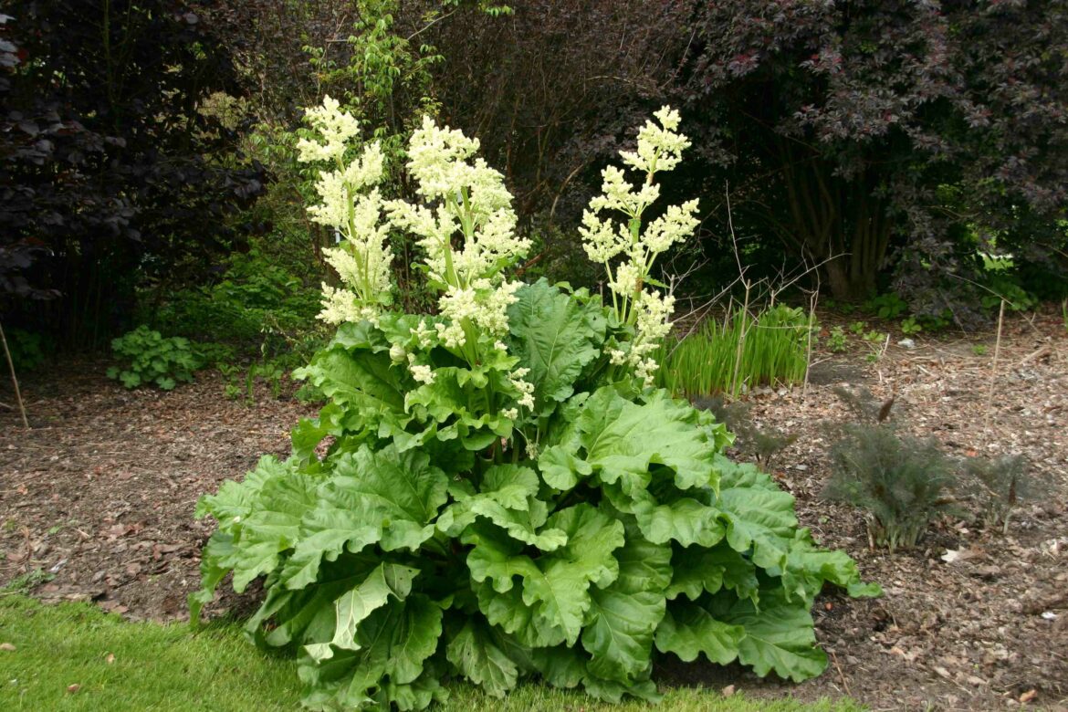 Pourquoi ne pas couper la rhubarbe ?