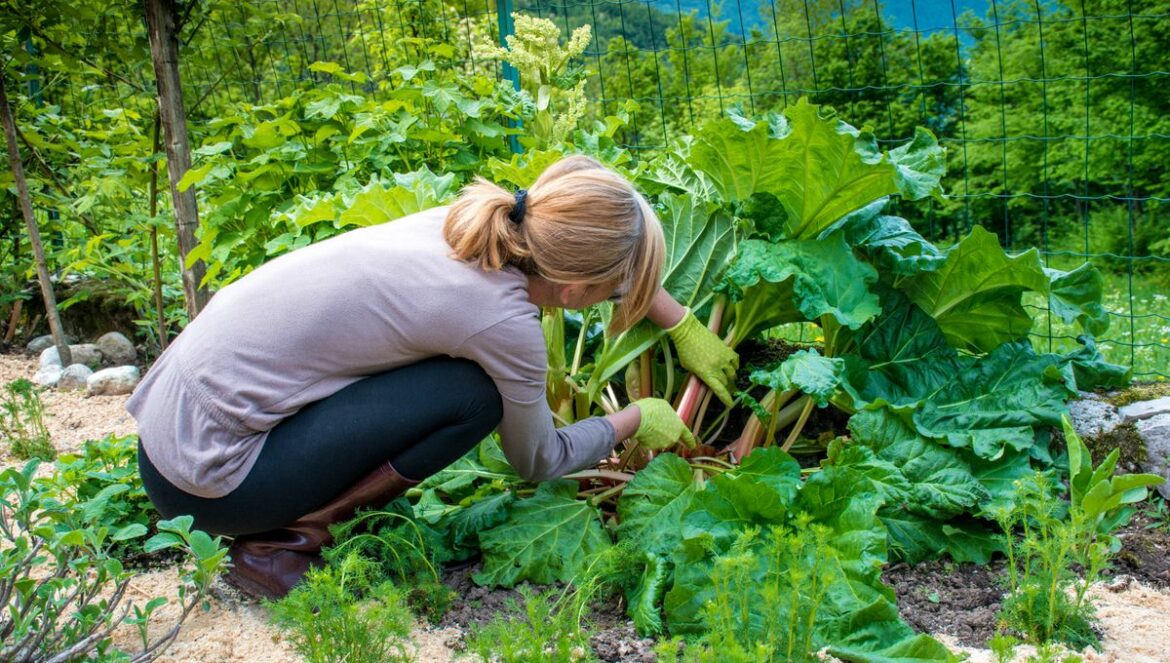 Pourquoi ne pas couper la rhubarbe ?