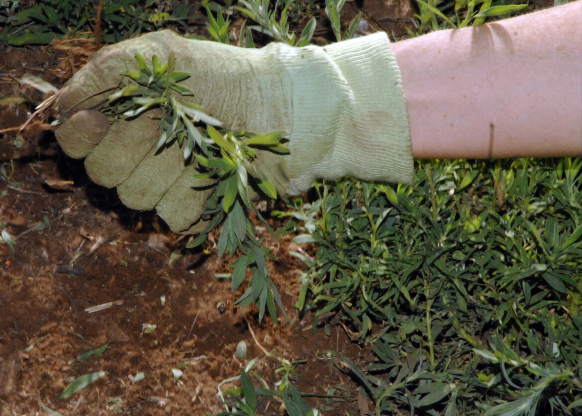 Pourquoi ne pas désherber son potager ?