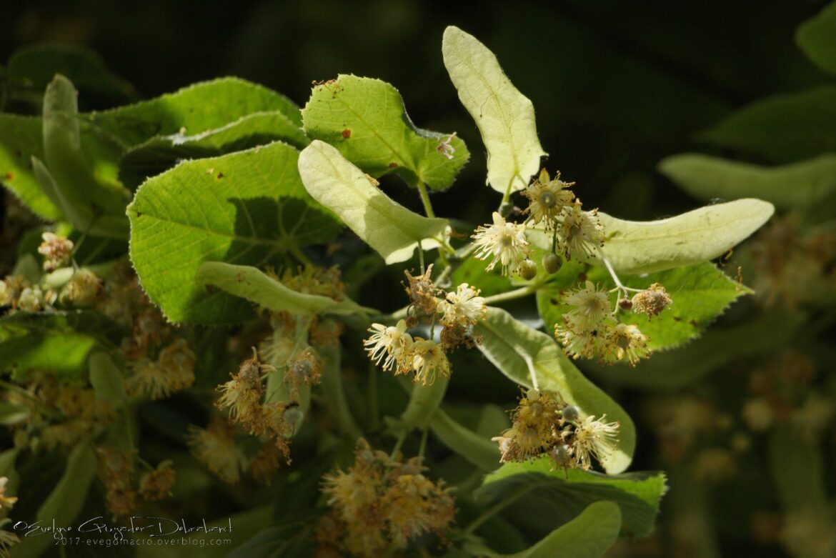 Pourquoi ne pas se mettre sous un tilleul ?