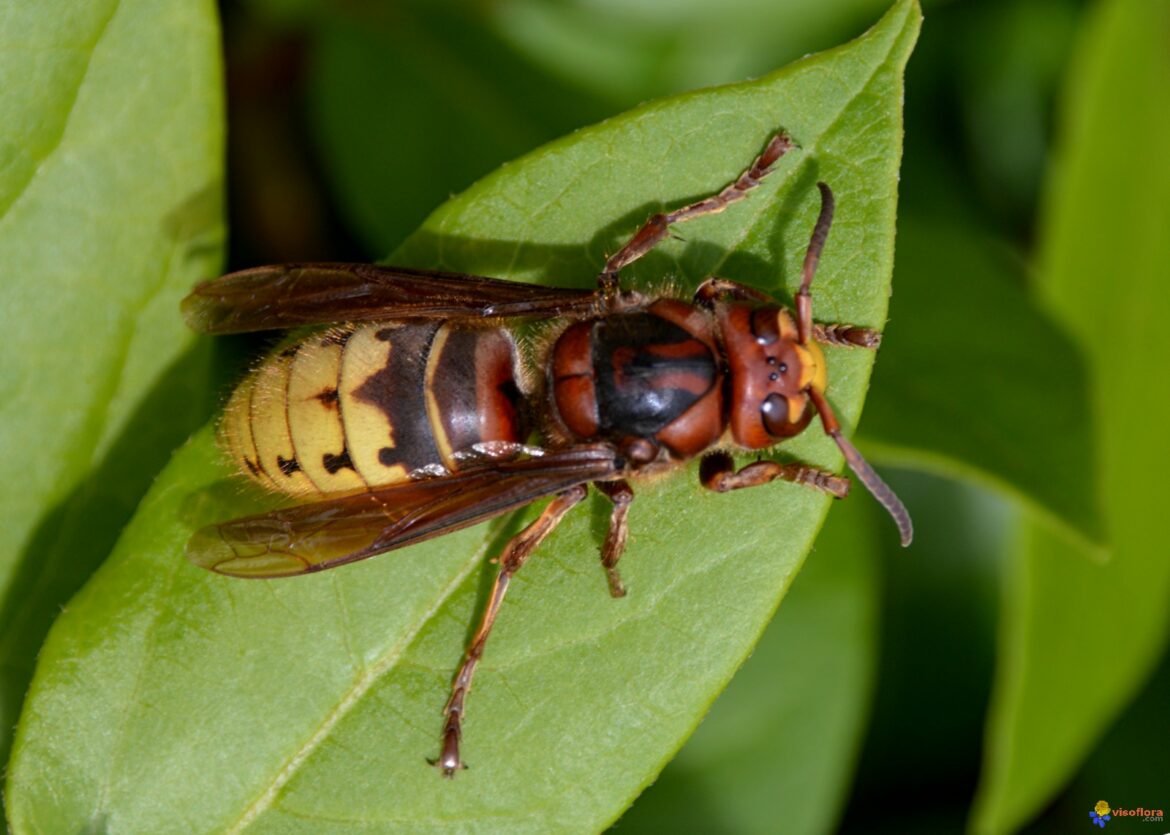 Pourquoi ne pas tuer les frelons ?