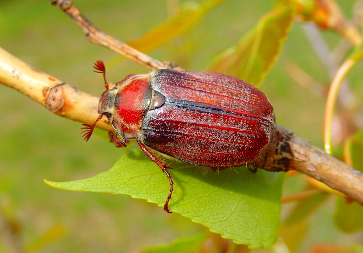 Pourquoi ne pas tuer les hannetons ?