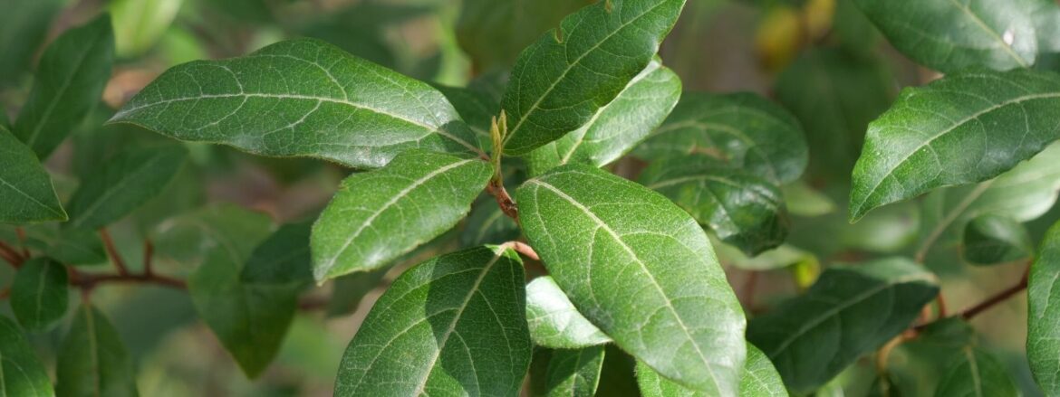 Pourquoi ne pas utiliser du laurier frais ?