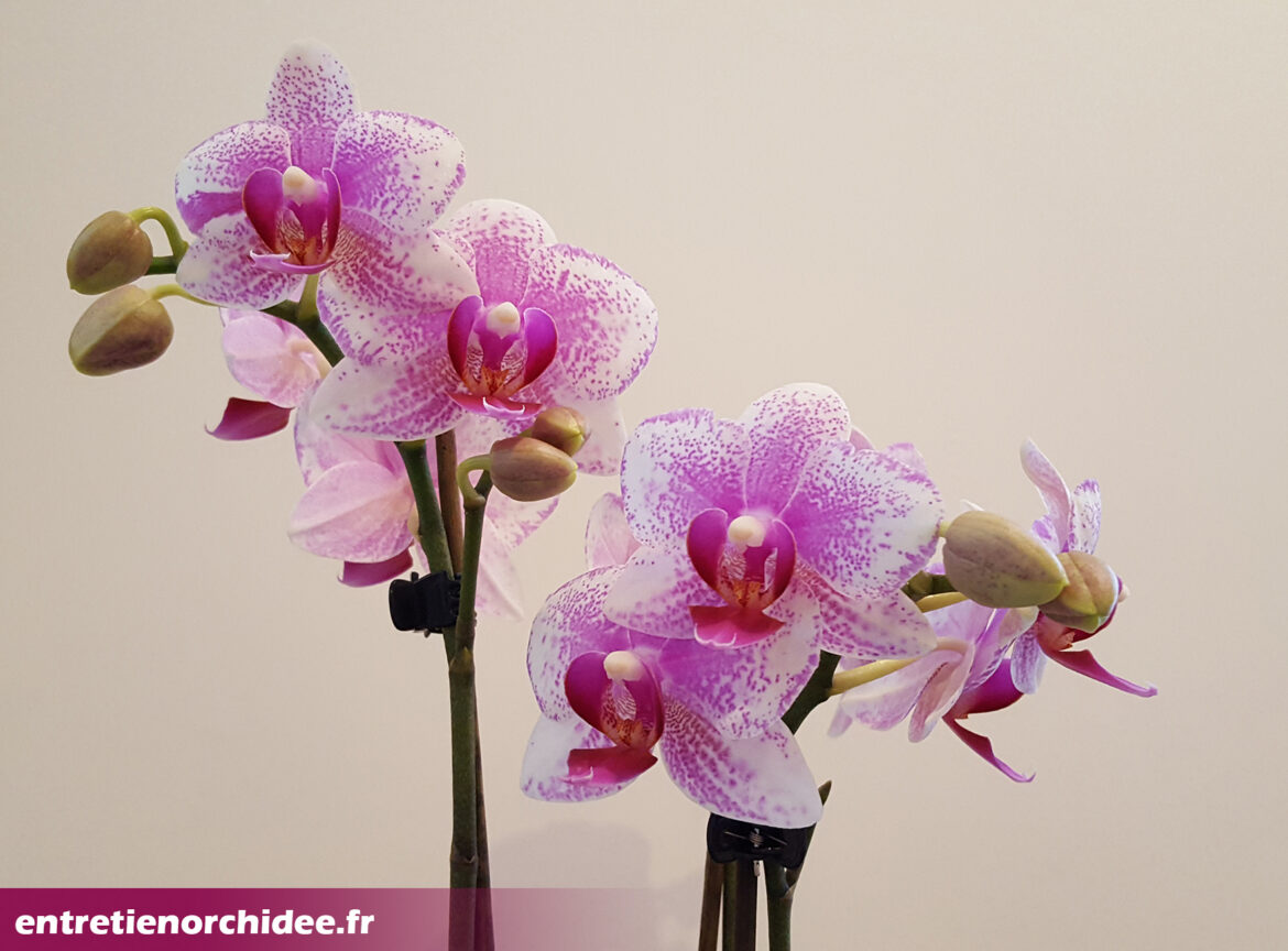 Pourquoi offrir une orchidée ?