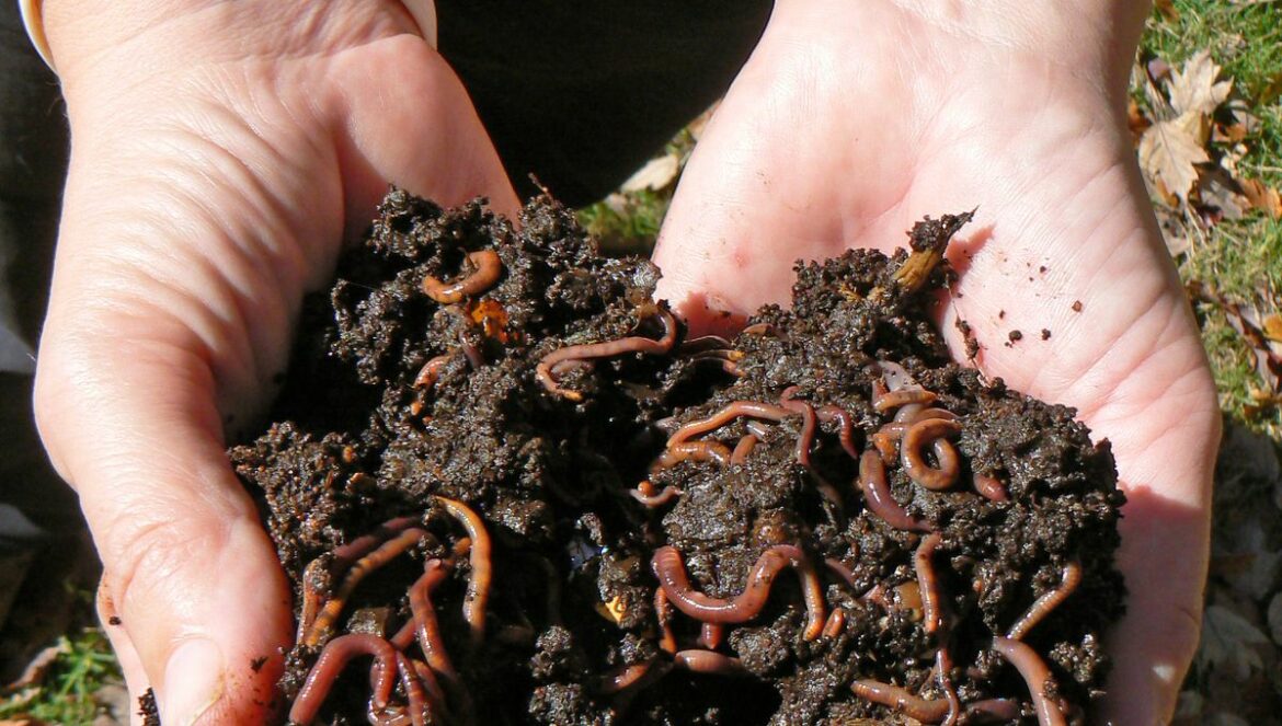 Pourquoi on a des vers de terre sur ma terrasse ?