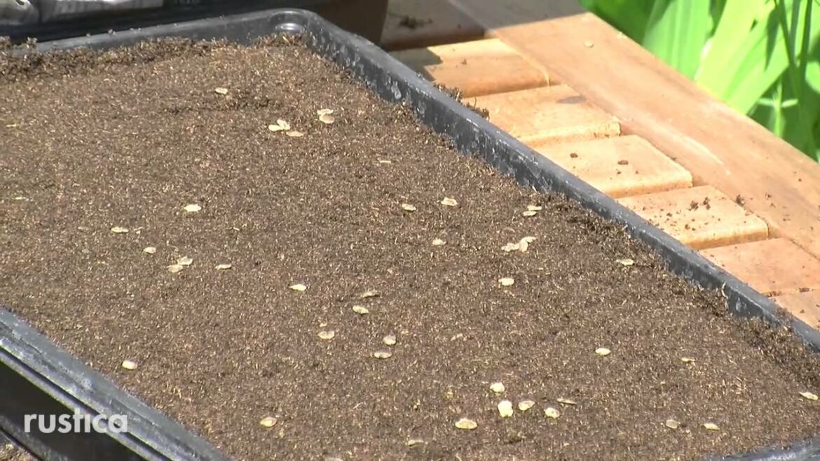 Pourquoi on dit la monnaie du pape ?