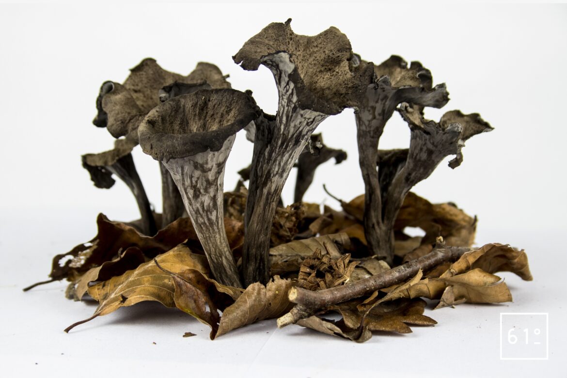 Pourquoi on les appelle Trompettes-de-la-mort ?