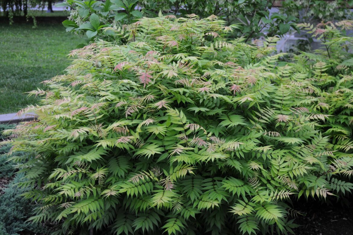 Pourquoi on taille des arbustes ?