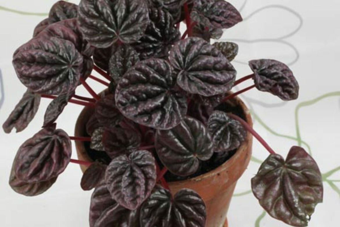 Pourquoi pépéromia perd ses feuilles ?