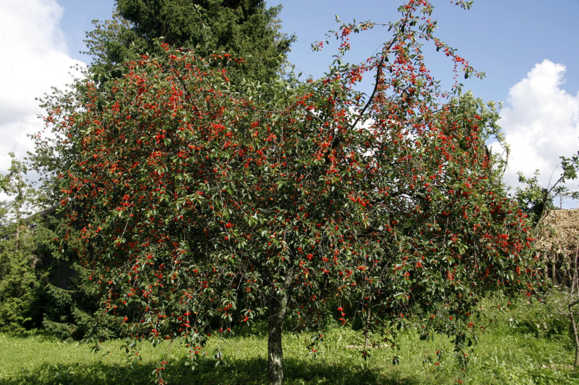 Pourquoi planter 2 cerisiers ?