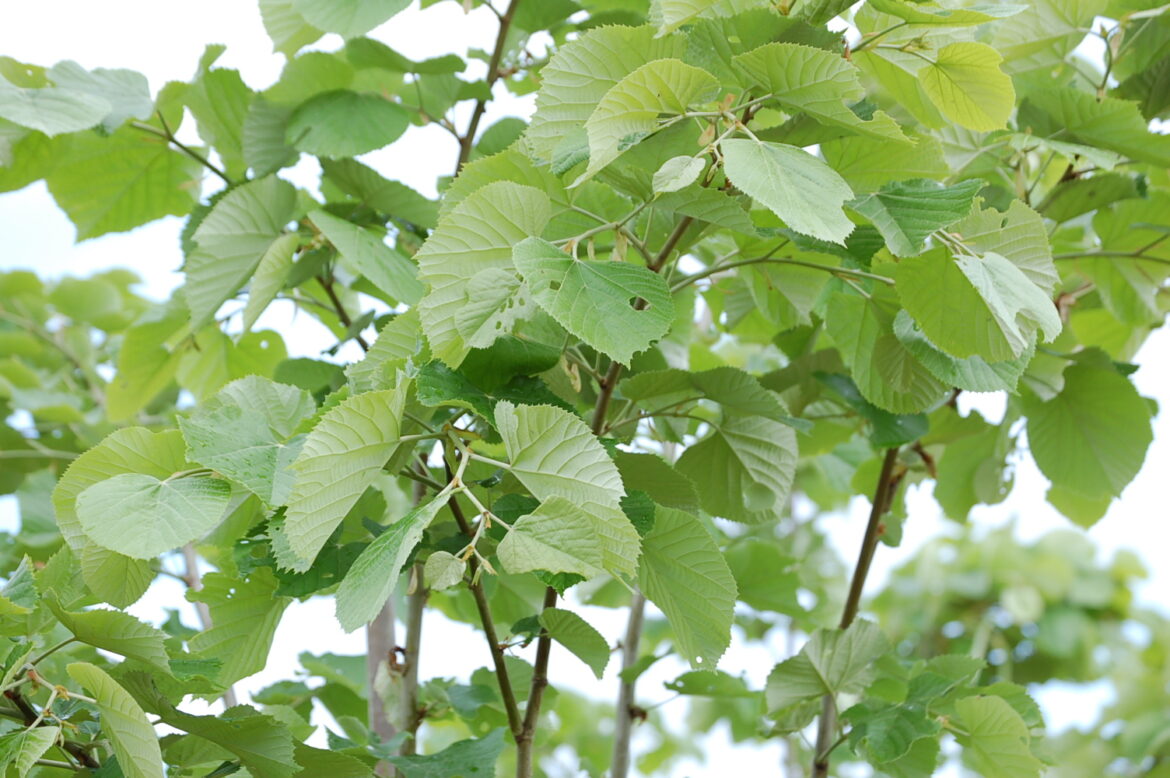 Pourquoi planter des tilleuls ?