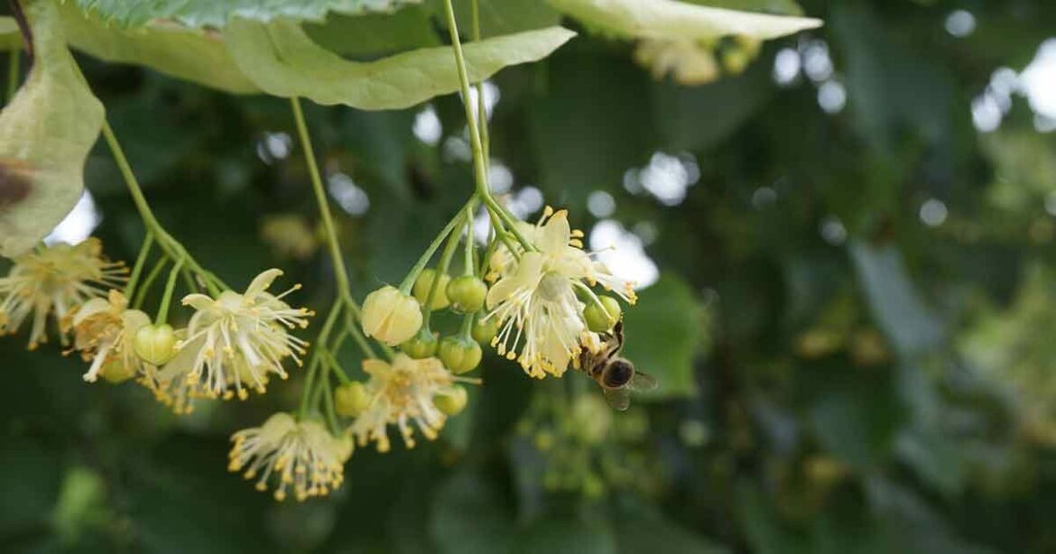 Pourquoi planter des tilleuls ?
